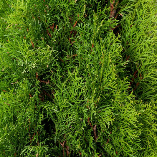 Verve Smaragd vestlig thuja 2 l