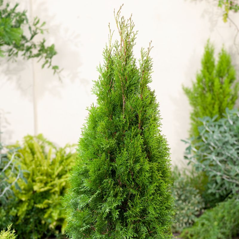 Verve Smaragd vestlig thuja 2 l