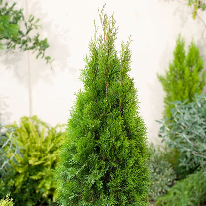 Verve Smaragd vestlig thuja 2 l