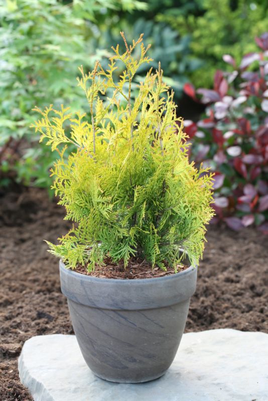 Thuja occidentalis Yellow Ribbon Verve C4