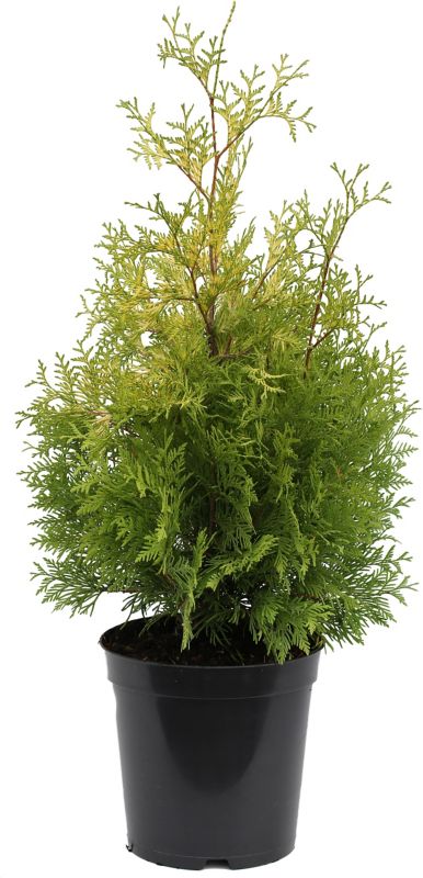Thuja occidentalis Yellow Ribbon Verve C4